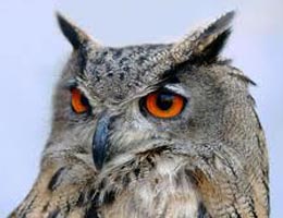 owl